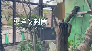 【東山動植物園公式】勇希と封筒2《 ツシマヤマネコ 》