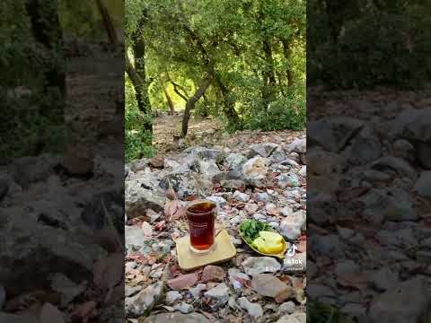 غابات أشتفينا عجلون