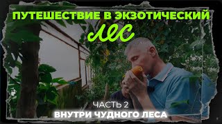 Путешествие в экзотический лес в Татарстане. Пробуем папайю. Часть 2.