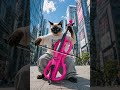 A cat that plays the cello🐈‍⬛