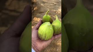 Fresh Figs Alarabia forms shortsvideo youtubeshorts