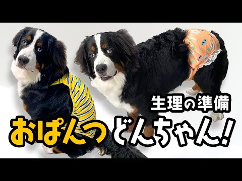 0歳7ヶ月バーニーズの女の子!ヒートの準備としてサニタリーパンツを買いました