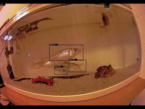 Fish Detection [SSD] with chainer