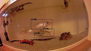 Fish Detection [SSD] with chainer