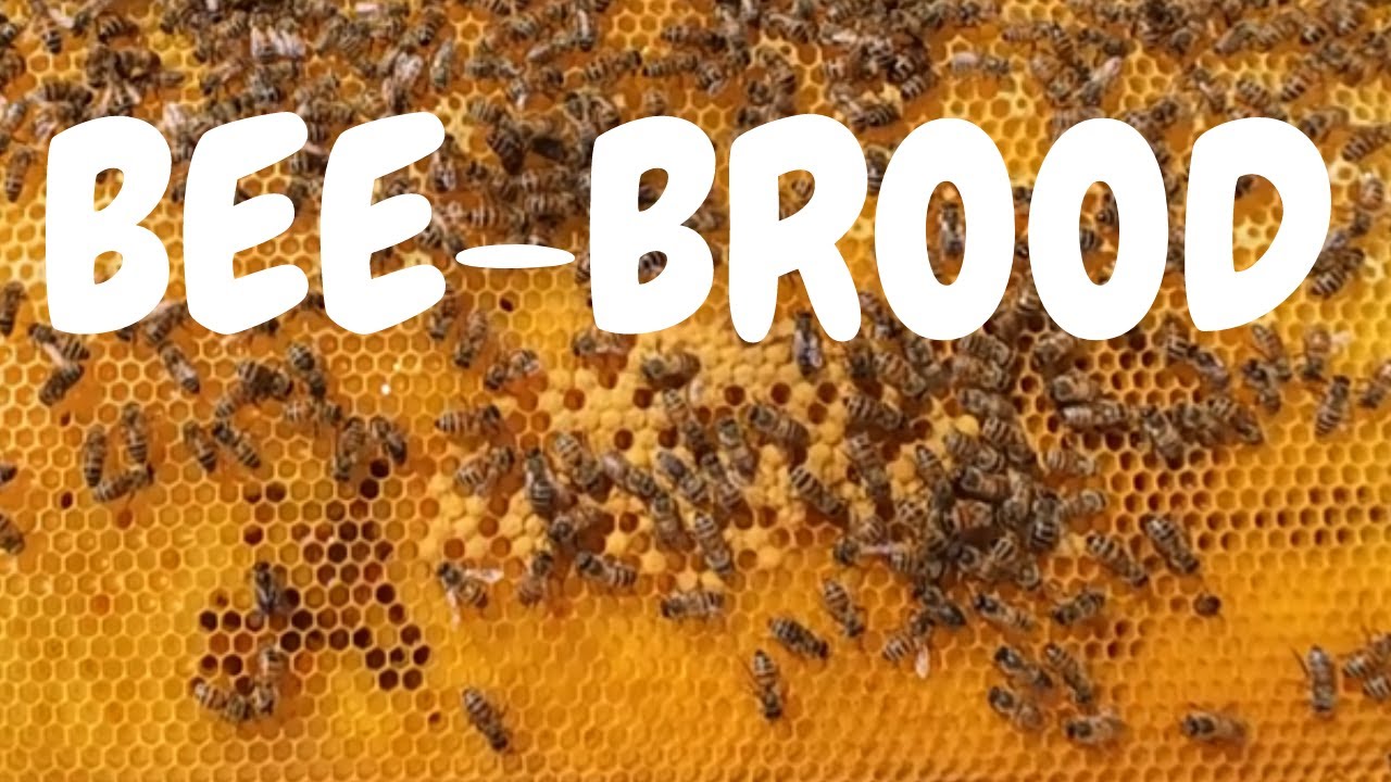 Bee Brood - in the weak hive