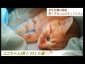 【布団の中でまったり猫】女優石田ゆり子さんの愛猫ハニオそっくり！？