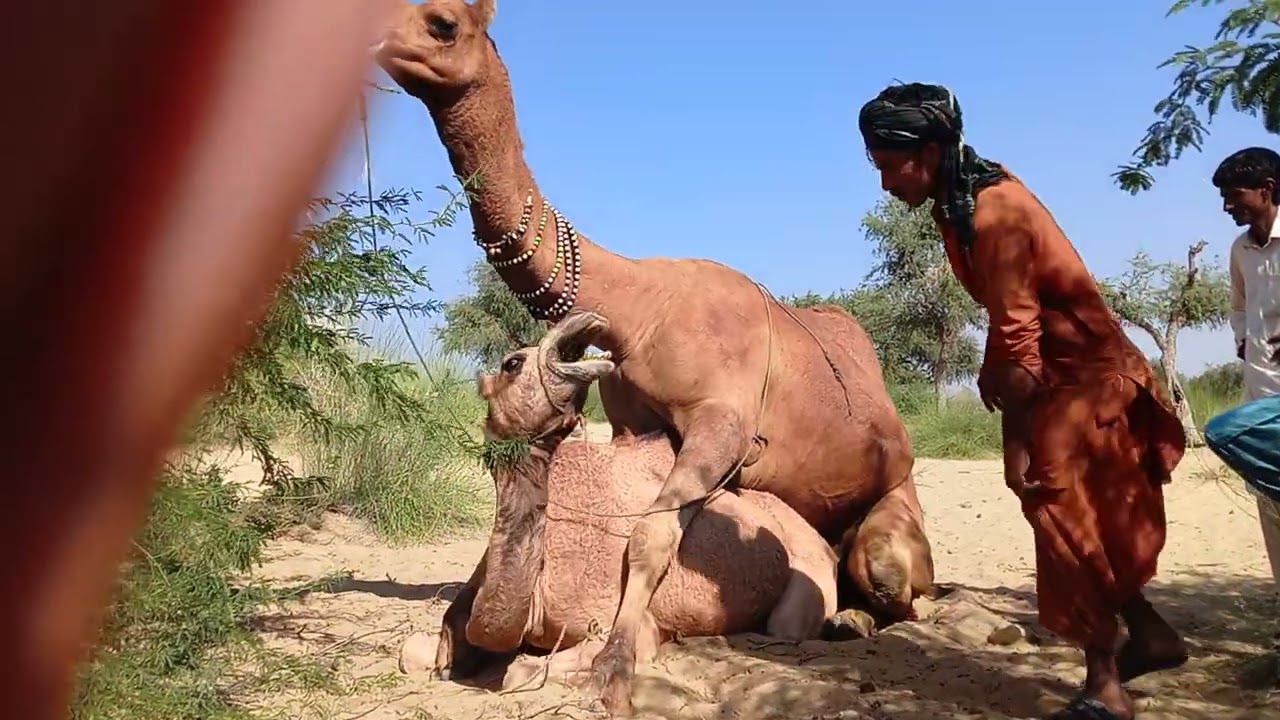 Camel life camel baby camel thar desertanimal video viral