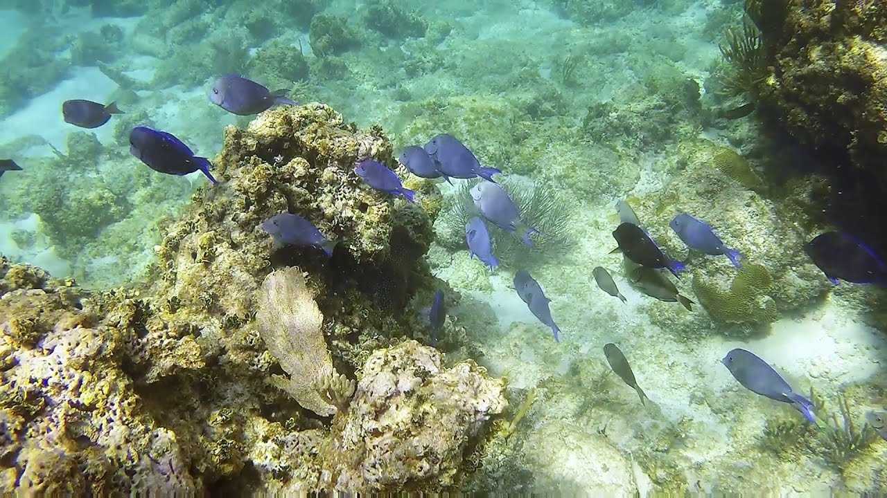 Mini Boat Snorkeling Tour Fajardo, Puerto Rico YouTube