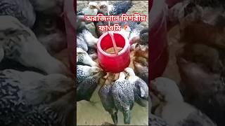 বিক্রির জন্য অরিজিনাল ফাওমী মুরগি | RIPON AGRO HATCHERY #ফাওমী #মুরগি
