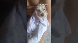 meu cachorro quando toma banho