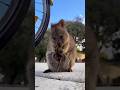 クアッカワラビー #動物
