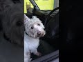 West Highland White Terrier Pulled over for driving.