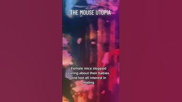 The mouse utopia... science experiment