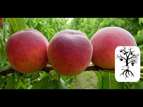 Video: Nectar Peach Care: Wie man zu Hause einen Nektar-Pfirsichbaum anbaut