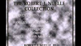 Insect Boxes - The Nuelle Collection