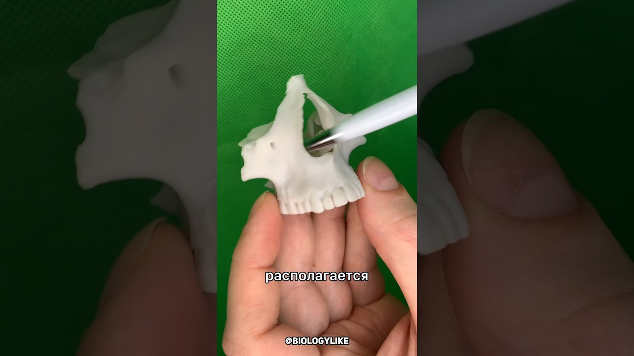 🍃БОЛЬШЕ ИНФЫ ТГ-biologylike🍃 #биология #гайморит #здоровье #анатомия #biologylike