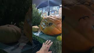 giant pumpkin   Гигантская тыква    . DAG IZ CHICAGO