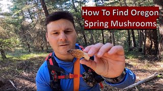 How To Find Morel and Spring Porcini Mushrooms In Oregon - May 2020