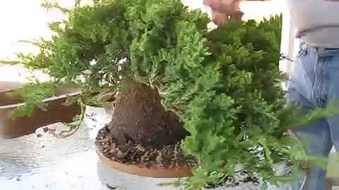 How to Create a Bonsai Tree From a Nursery Juniper, Part One