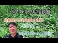 ベタの何でも相談室20191002 ジャイアントオペックHMダンボ4匹