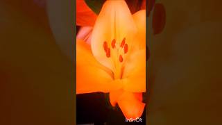 Natural Flower Therapy: Orange Lily &amp; Purple Bud 🌸💜 #nature #healing #peace #shorts