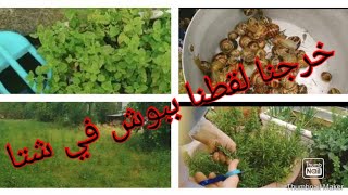 رغم حجر صحي خرجنا لقطنا ببوش ( حلزون) في شتاطريقه طياب ديال تيجي هاءل صخون