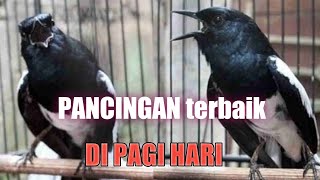 Pancingan Burung Kacer Di Pagi Hari || Sekali Dengar Langsung Bunyi