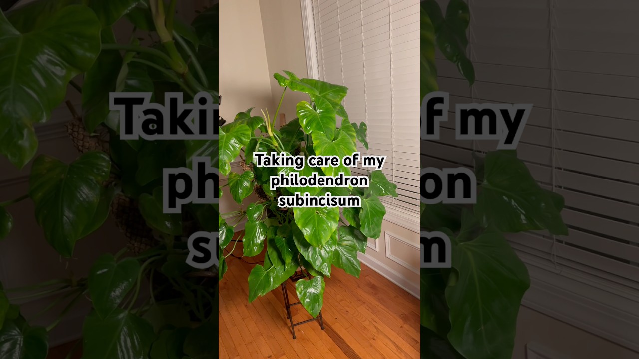 Treating my philodendron subincisum for pest. #houseplants #plantcare  #plantmaintenance - YouTube