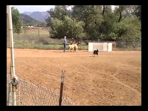 German Shepherd Dog Karu gets leg in Herding Started A Course