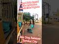 Abc Dog Release Tumkur City #dog #release #dogwithpublicsafety #ytviral #pets #dogshorts #shorts
