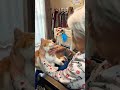 バーバさんにつかまったおいなりちゃん