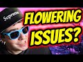 How to fix slow growth during flowering