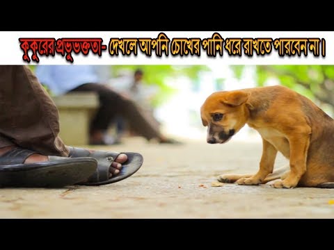 ভিডিও: কীভাবে আপনার কুকুরের চোখ এবং কান সঠিকভাবে যত্নশীল