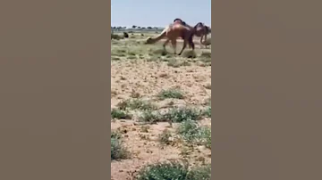 دار زغاوة وادي هور 