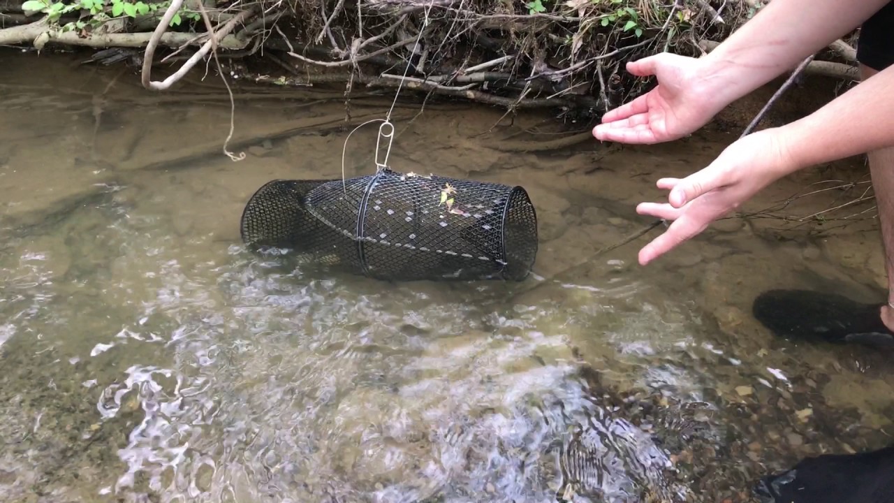 How to Catch Crawfish with a Minnow Trap 