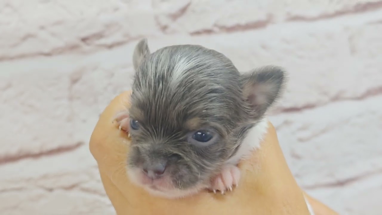 チワワ チワワ ♀B 251007生 251027撮影 - YouTube