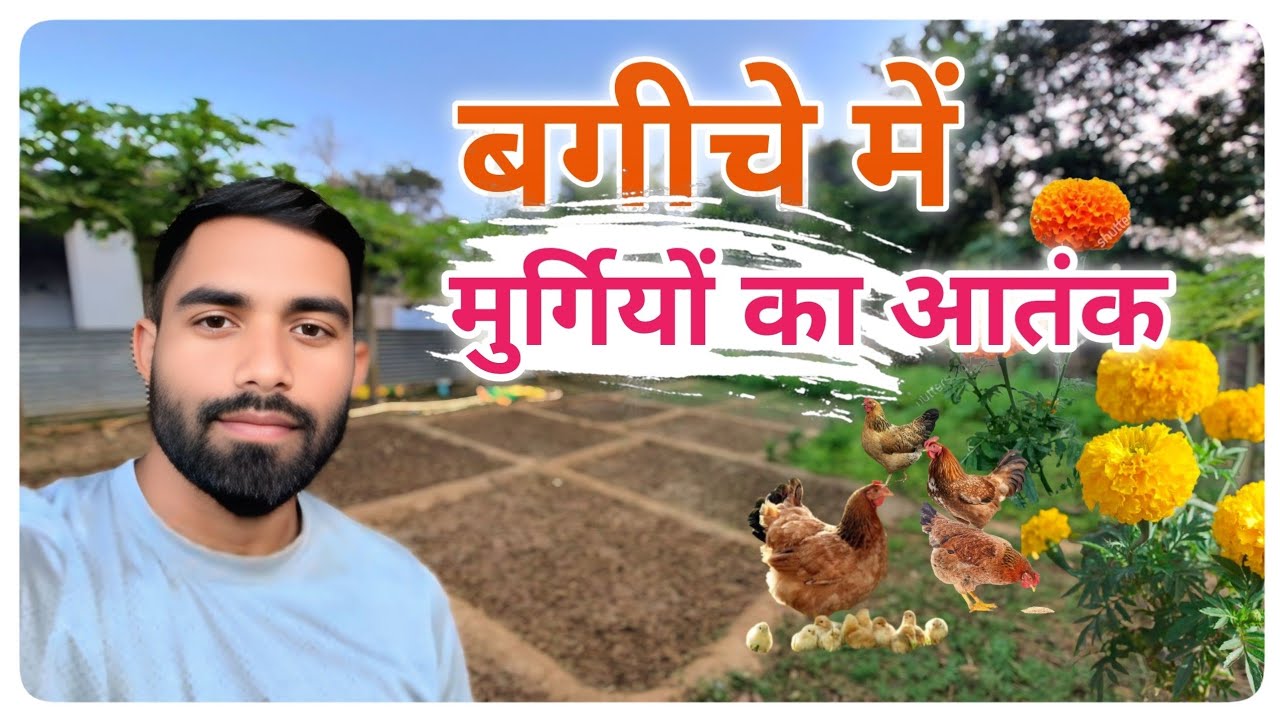 मेरा प्यारा बगीचा:जबरदस्त खेती!🍅🌶