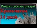 Крольчатам 14 дней,осмотр и как узнать кормит ли крольчиха крольчат