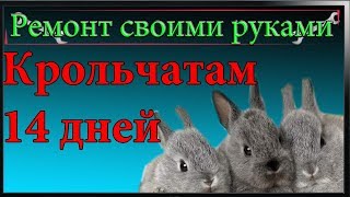 Крольчатам 14 дней,осмотр и как узнать кормит ли крольчиха крольчат