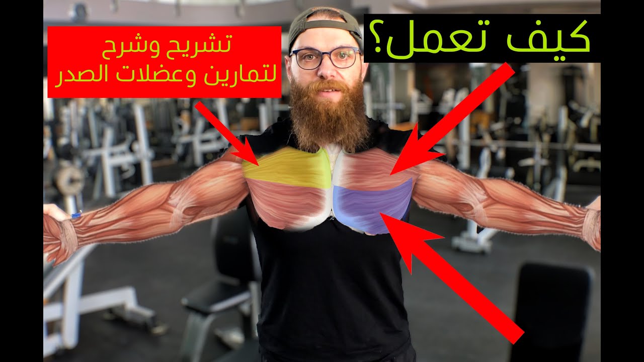 شرح كامل عن عضلات الصدر  وما هي التمارين الافضل لبناء عضلات الصدر