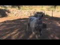 Les poney arrivent ! - Lama et Ganesh