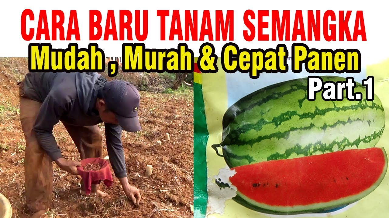 CARA BARU TANAM SEMANGKA CEPAT PANEN TANPA SEMAI PART 1