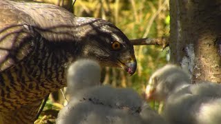 Compilation Of The Goshawk Next At Rspb Arne Springwatch 2024