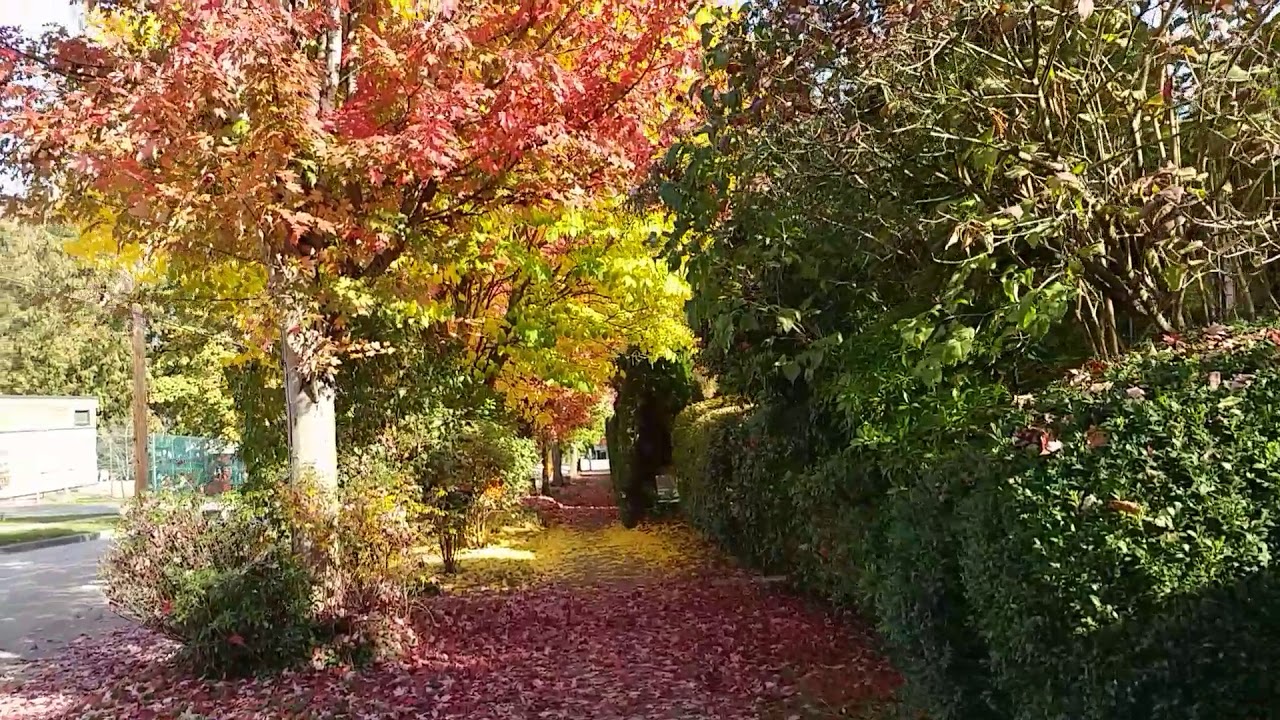 Most Beautiful Fall in New West