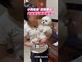小狗也會「仗勢欺人」！失去靠山瞬間變乖XD #shorts @ChinaTimes