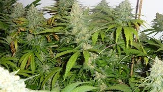 led grow lights | grow lights