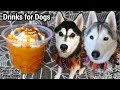 Pumpkin Spice Mocha Latte For Dogs | DIY Dog Treats 124