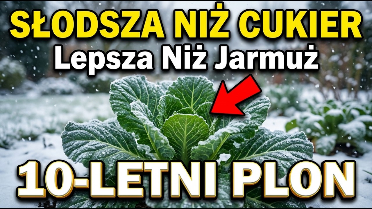 Lepsze niż jarmuż. Słodka „nieśmiertelna” roślina, która wyżywi cię przez 10 lat. (Nie kupuj nasion)