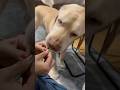 僕、チュール食べれるんだぞ！！#保護犬 #保護犬との暮らし #dog #dogshorts #labrador #labradorretriever #ラブラドールレトリバー #ラブラドール
