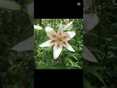 百合と向日葵と紫陽花